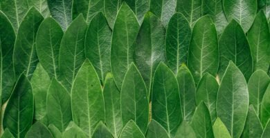 red plant leaves